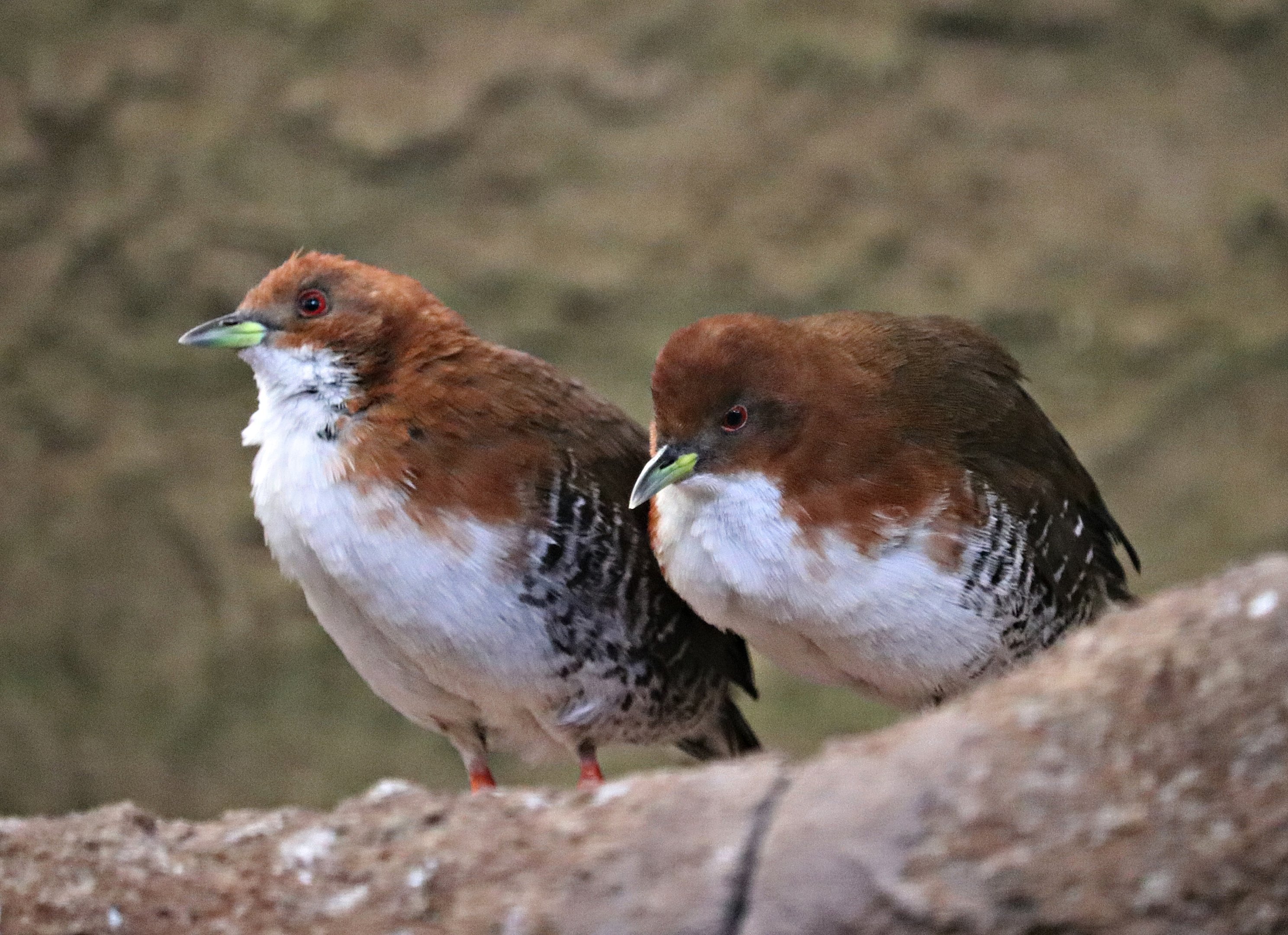 Red-and-white crake (Laterallus leucopyrrhus) - Paradieshalle