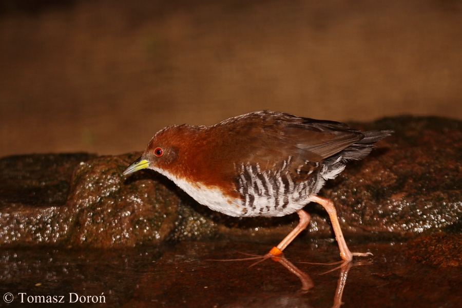 Red-and-white Crake Laterallus leucopyrrhus