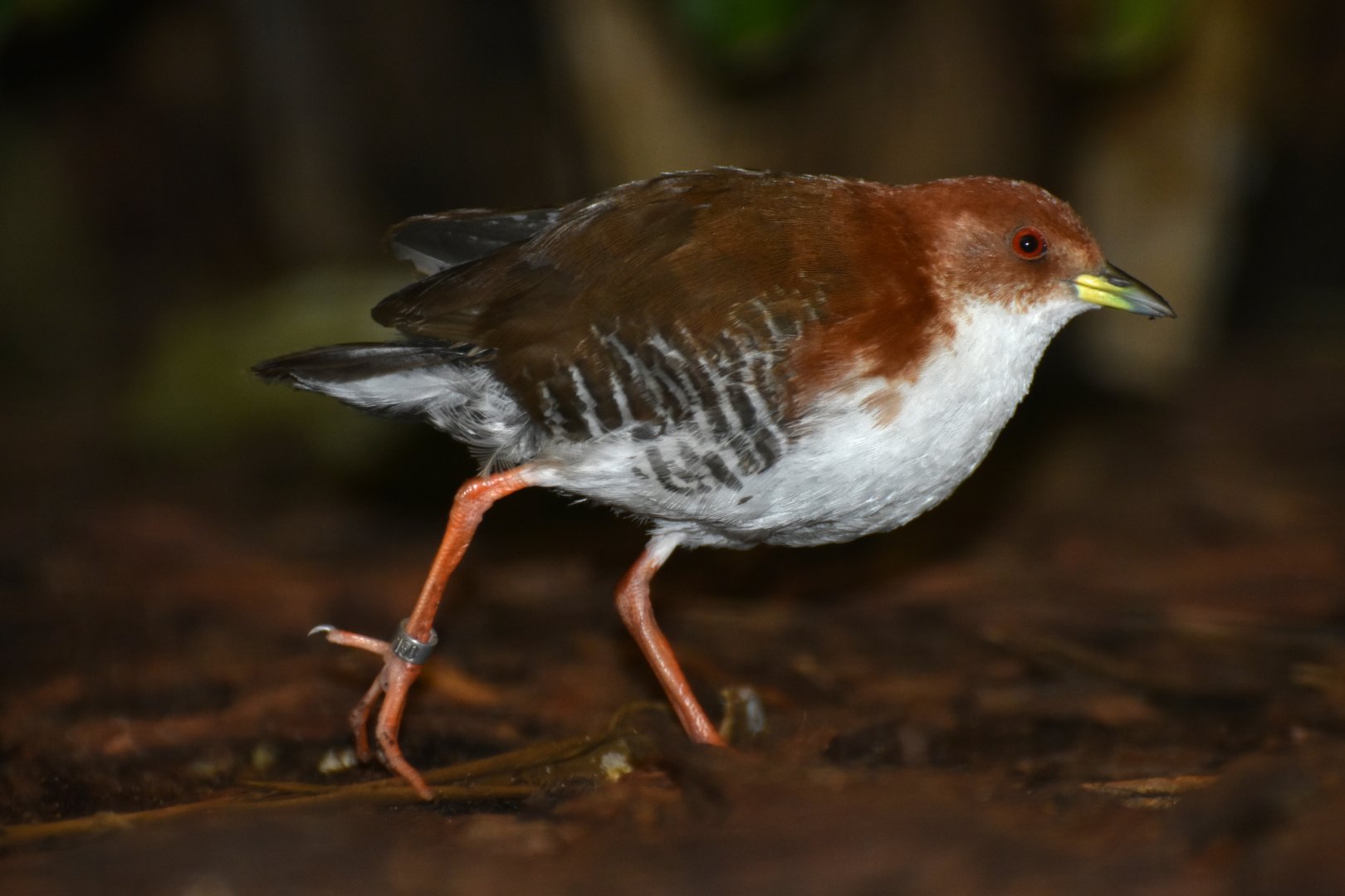 Red-and-white Crake Laterallus leucopyrrhus