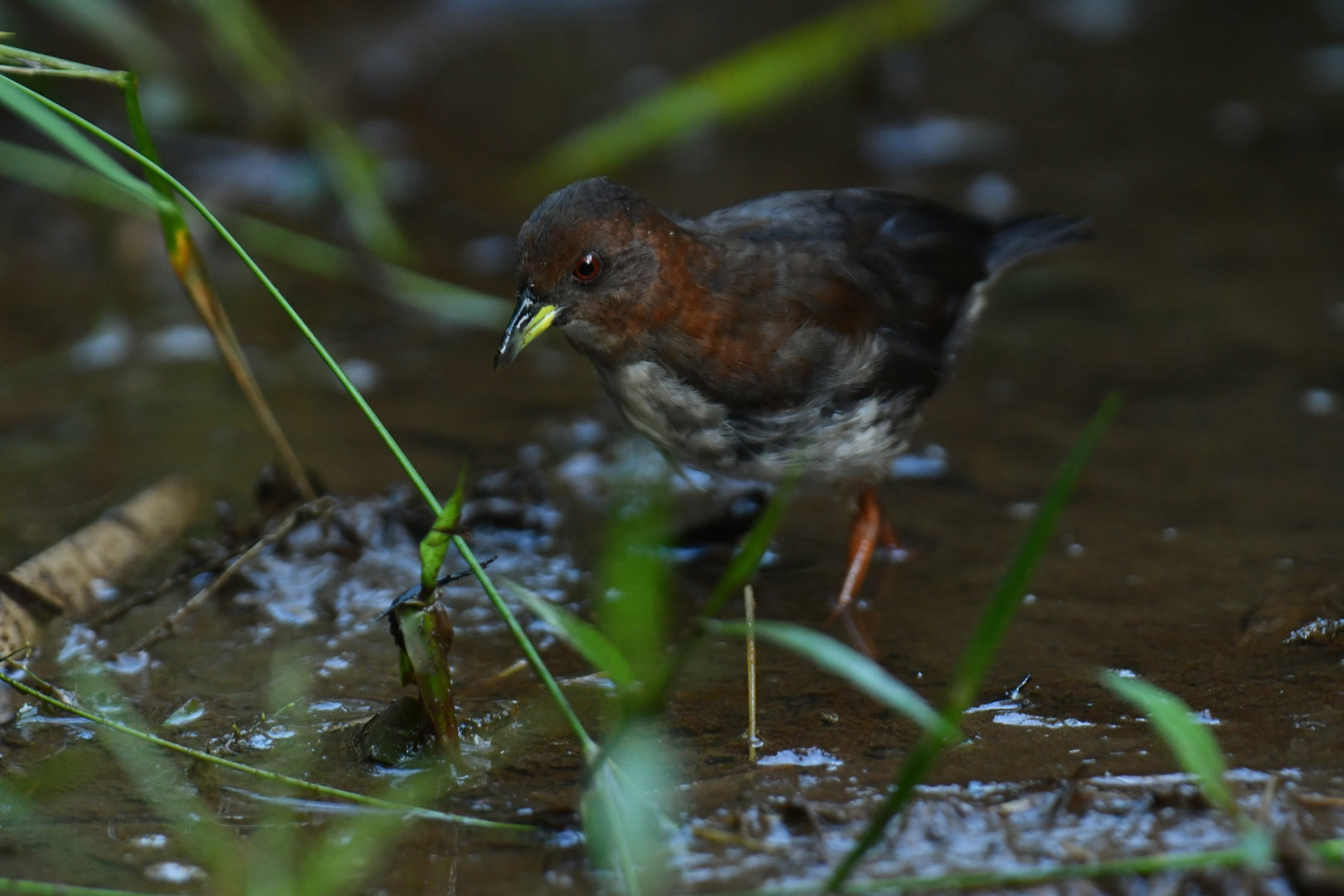 Red-and-white Crake Laterallus leucopyrrhus