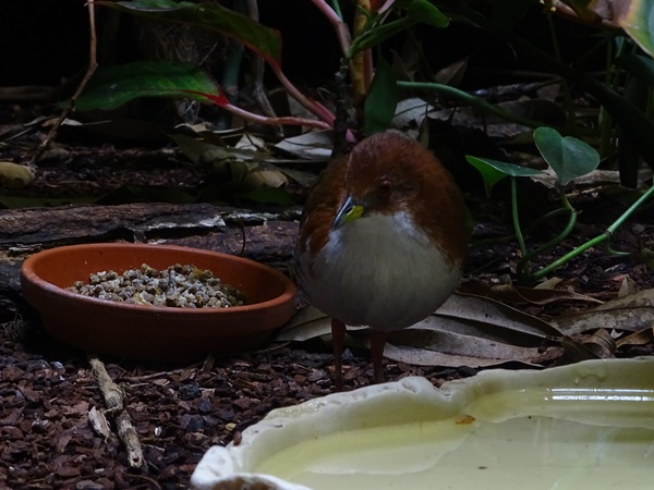 Red-and-white crake (Laterallus leucopyrrhus)