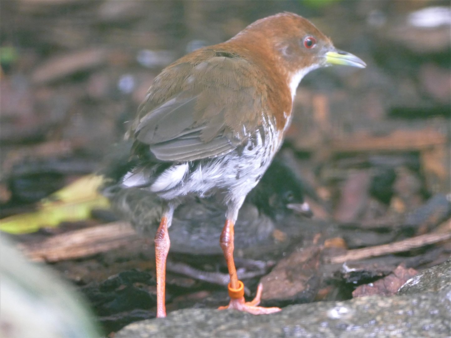 Red-and-white crake with juvenile