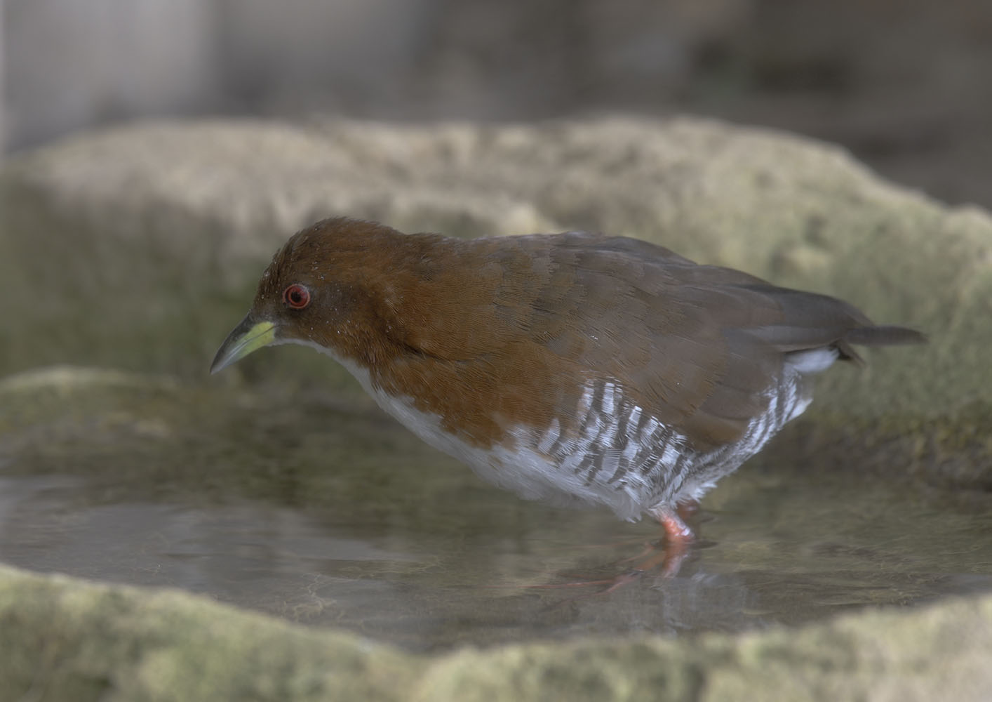 Red and white crake