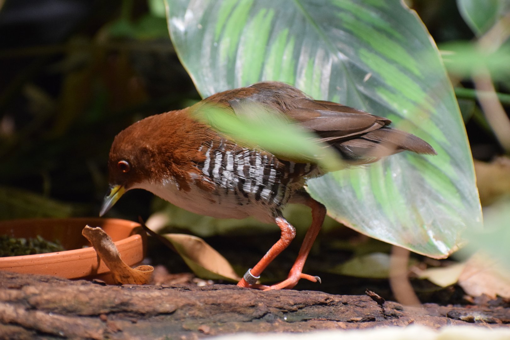 Red-and-white crake