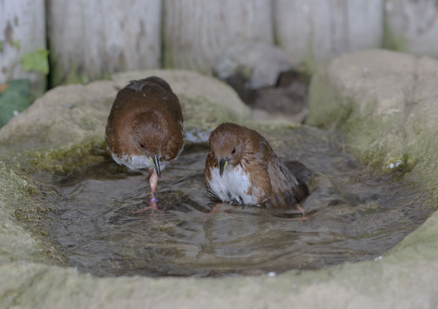 Red and white crakes