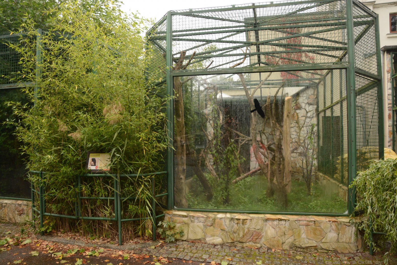 Red-and-white Flying Squirrel outdoors