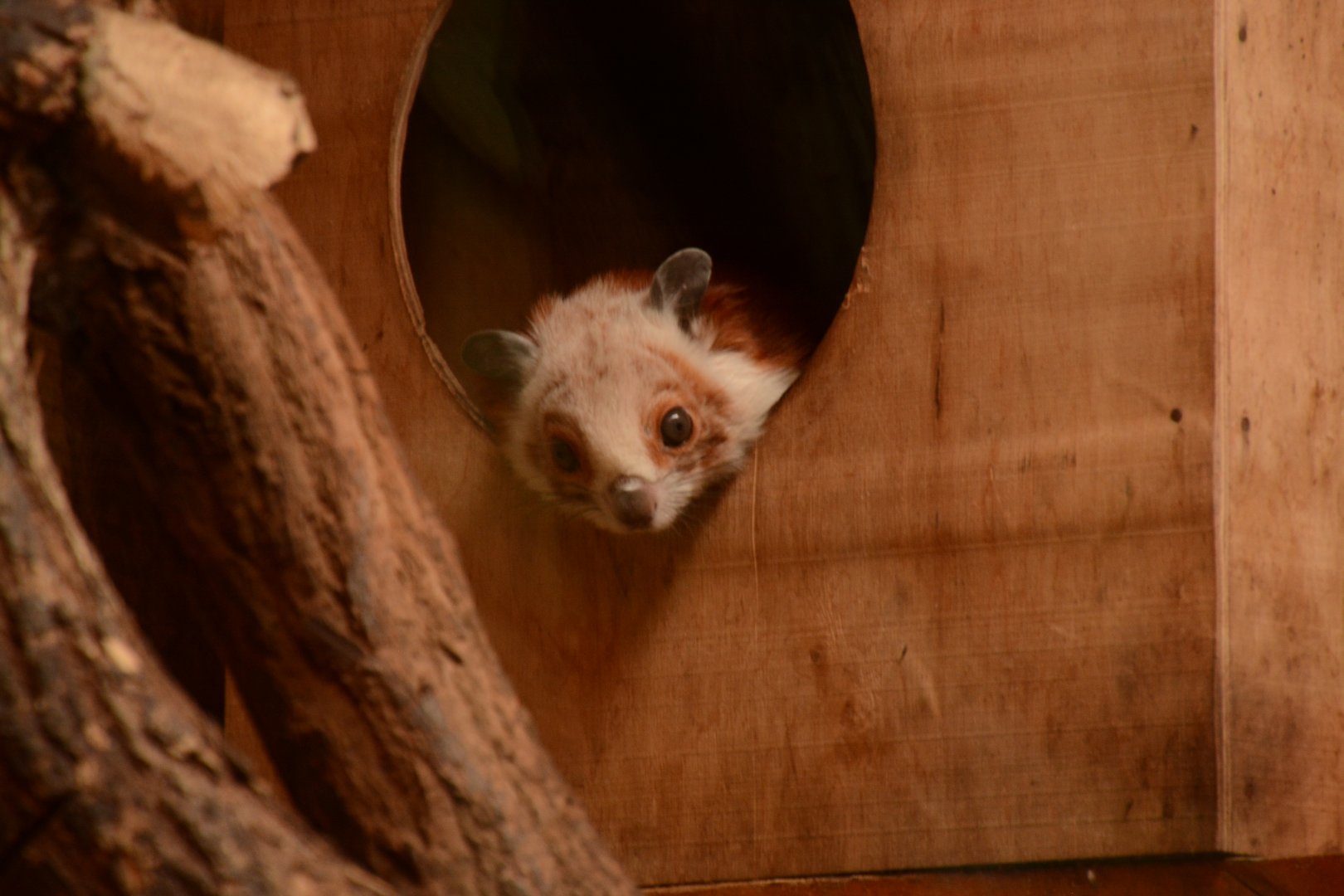 Red-and-white Flying Squirrel
