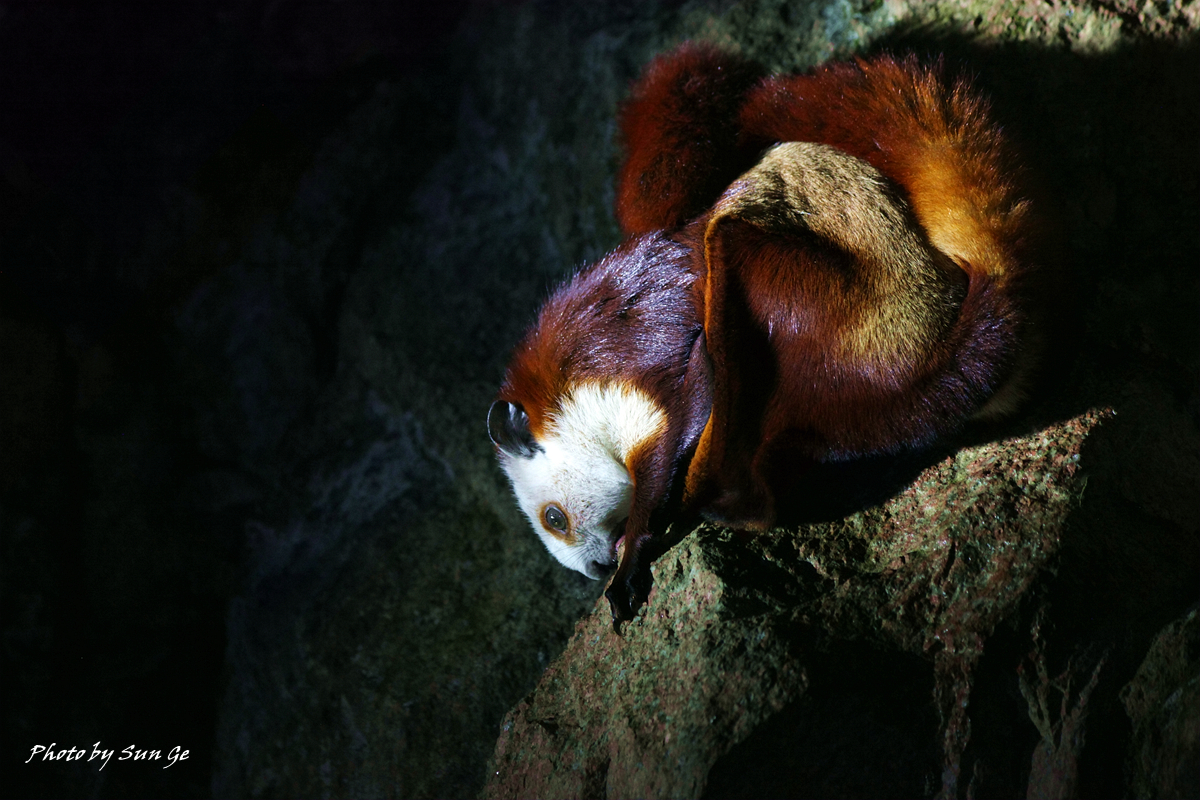 Red-and-white giant flying squirrel at Saltlick