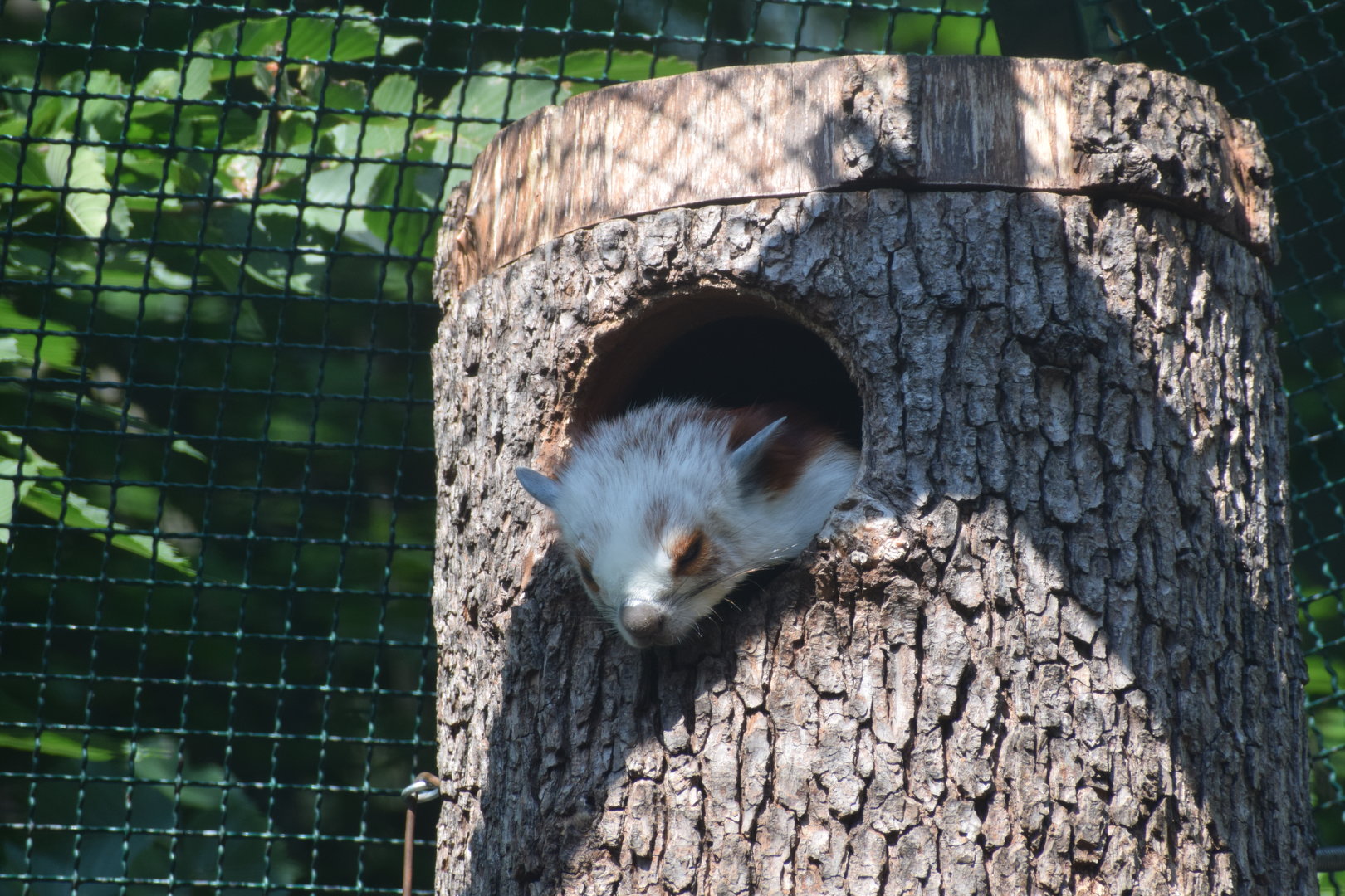 Red and white giant flying squirrel - August 2023