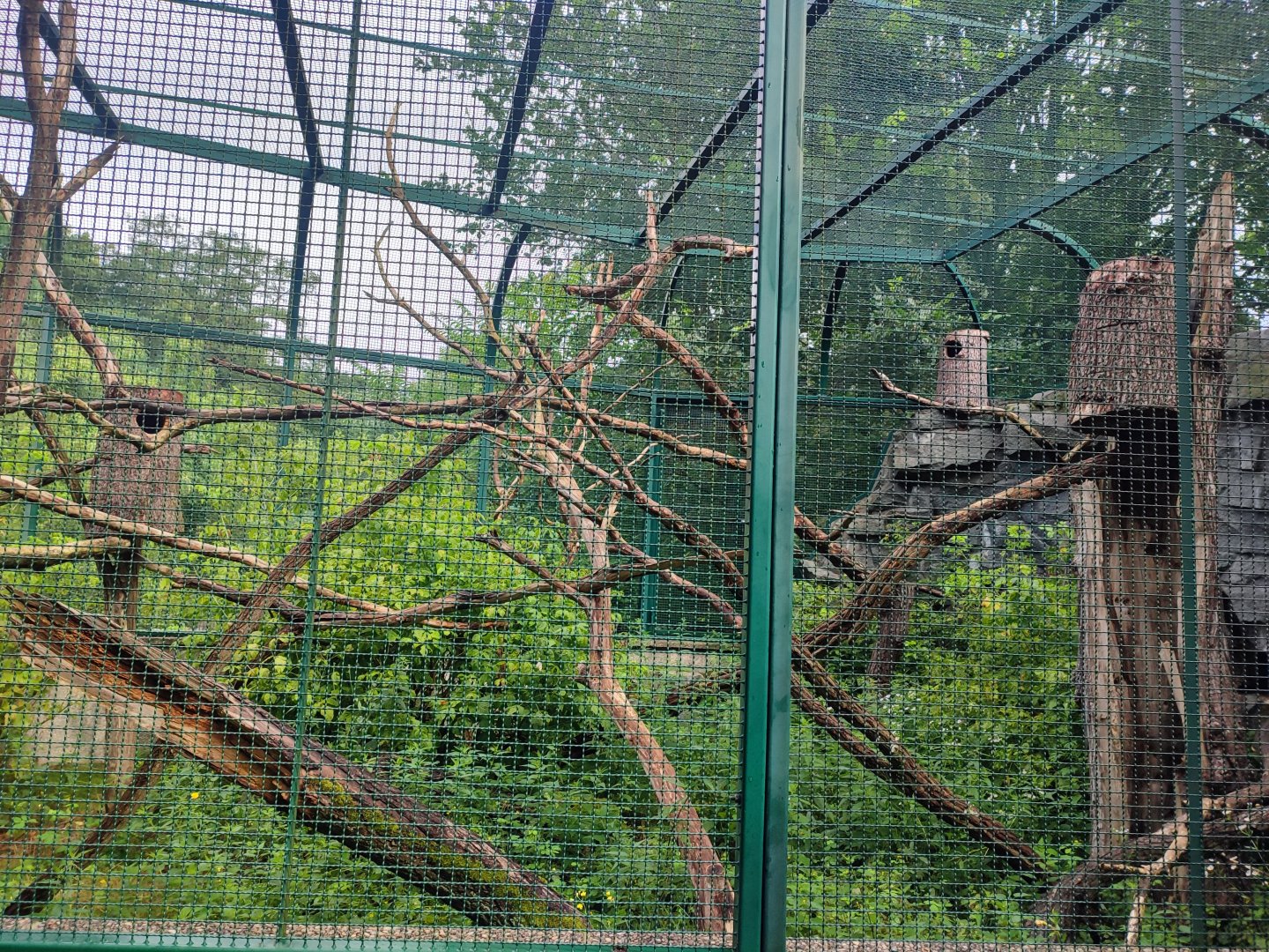 Red and white giant flying squirrel enclosure