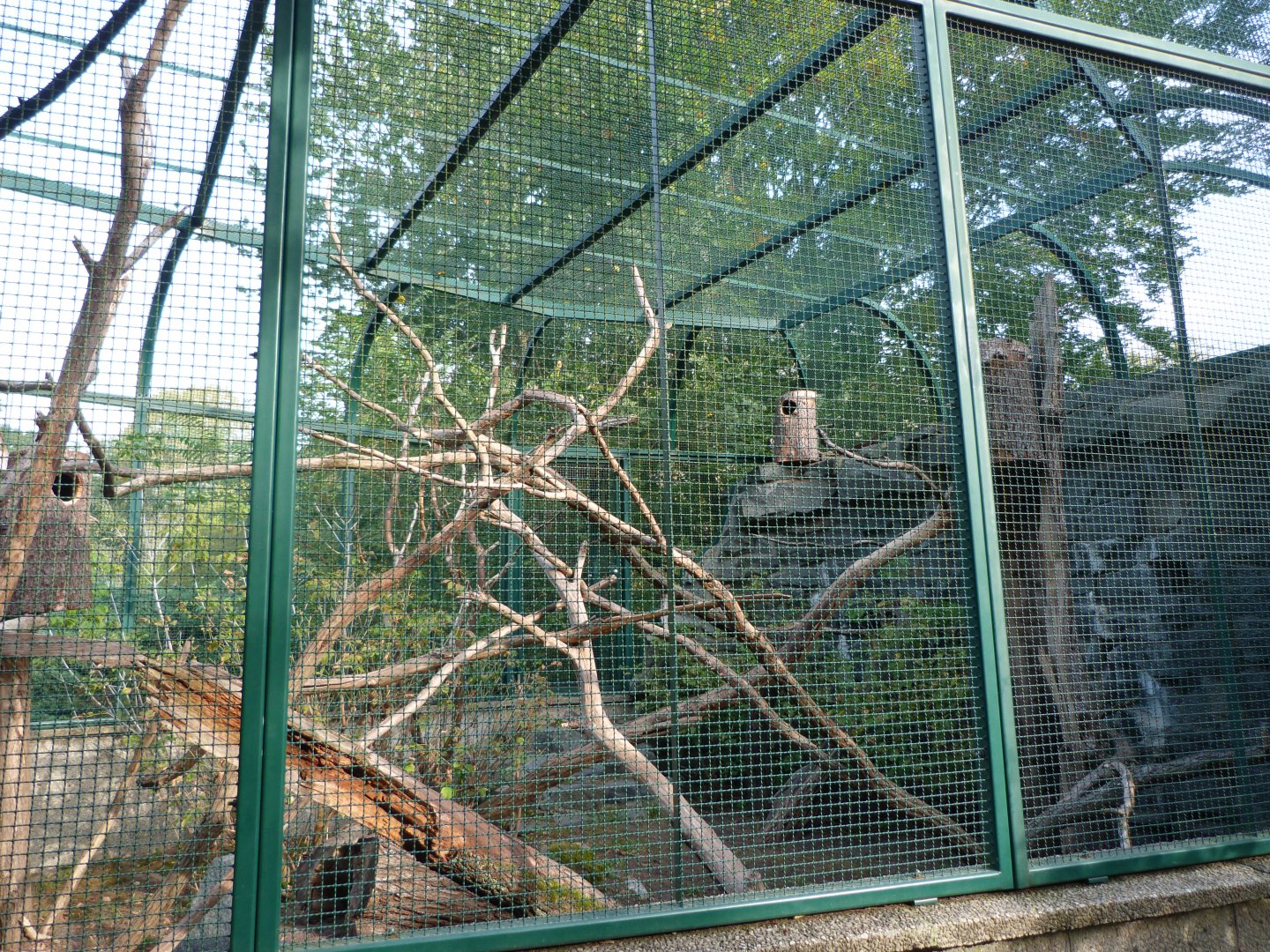 Red and white giant flying squirrel exhibit -Tierpark Berlin (2024)