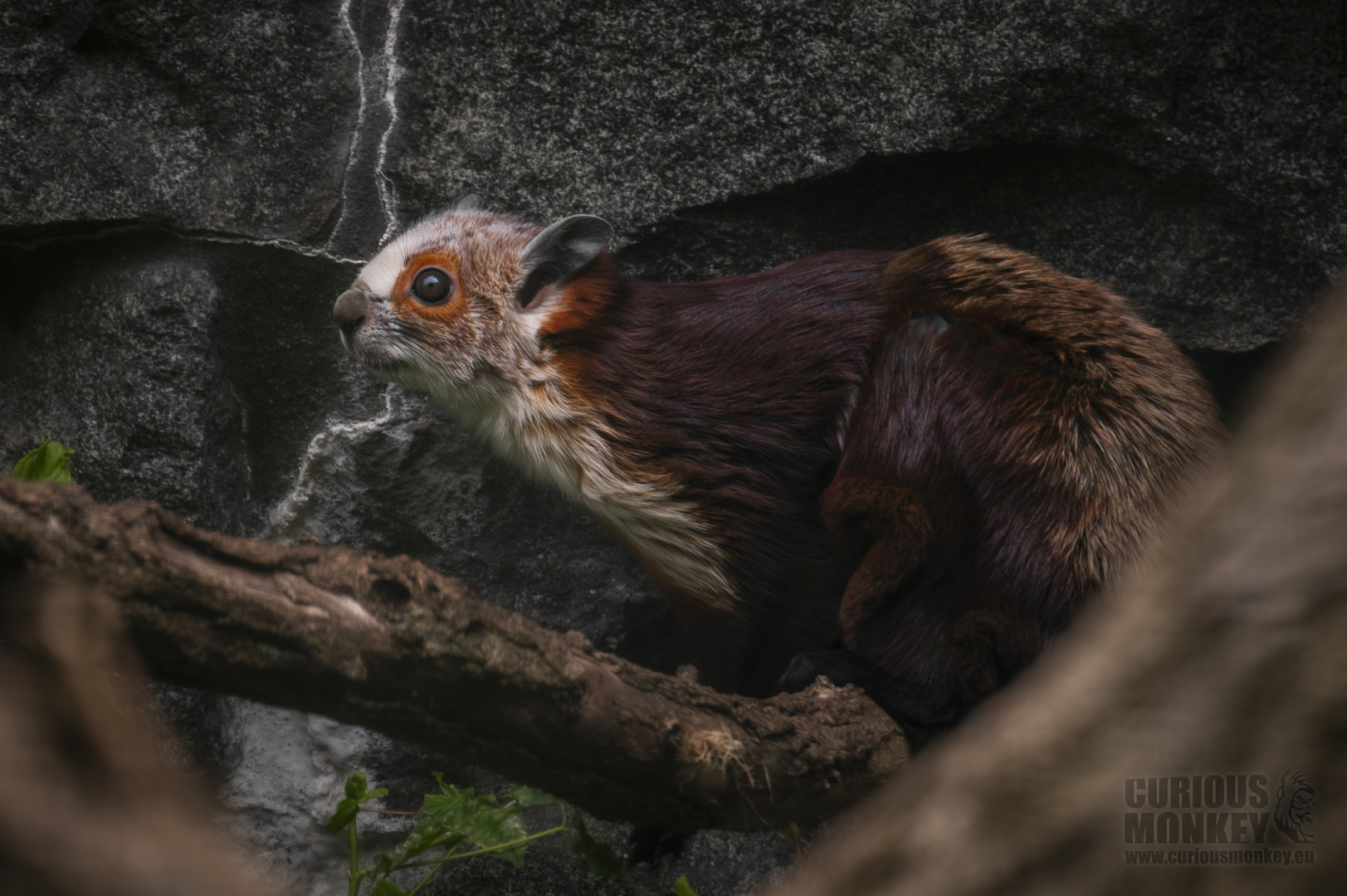 Red and White Giant Flying Squirrel (Petaurista alborufus castaneu) 08/23