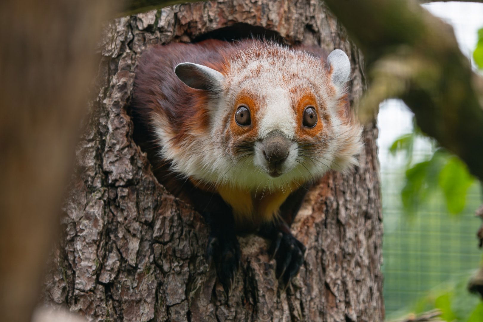 Red and white giant flying squirrel (Petaurista alborufus castaneus)