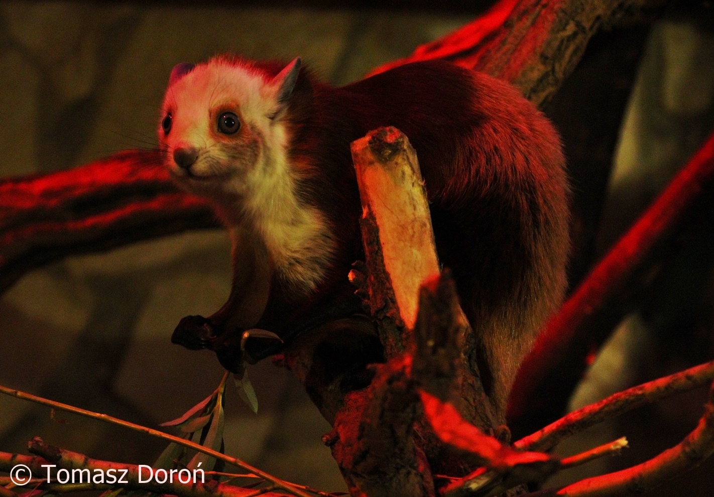 Red and White Giant Flying Squirrel (Petaurista alborufus), October 2017