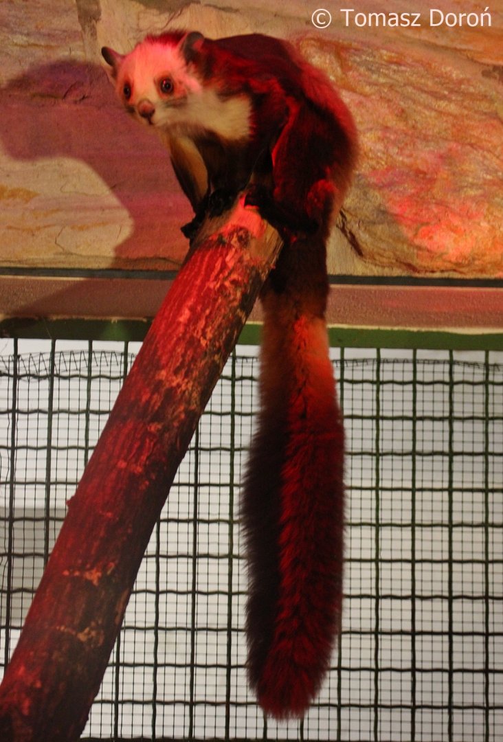 Red and White Giant Flying Squirrel (Petaurista alborufus), October 2017