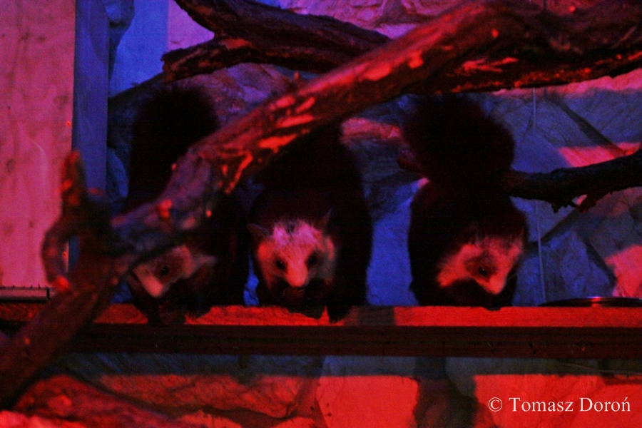 Red and White Giant Flying Squirrel (Petaurista alborufus)