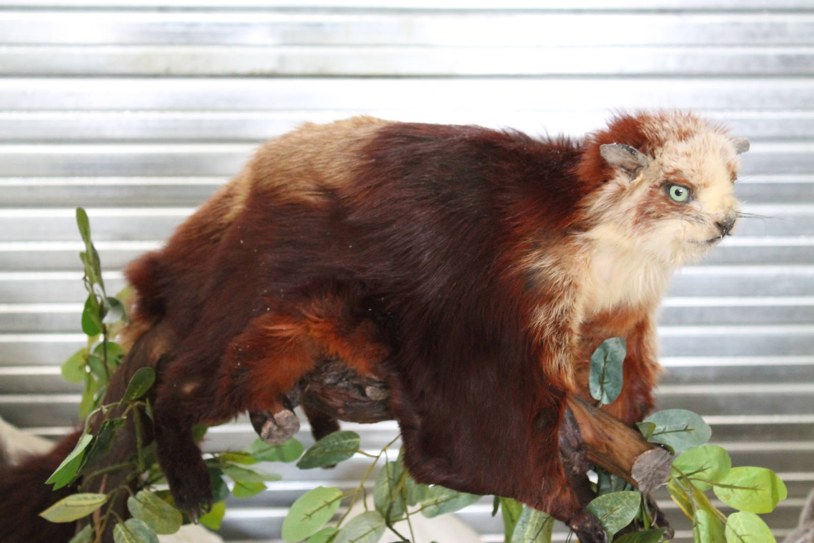 Red And White Giant Flying Squirrel (Petaurista alborufus)