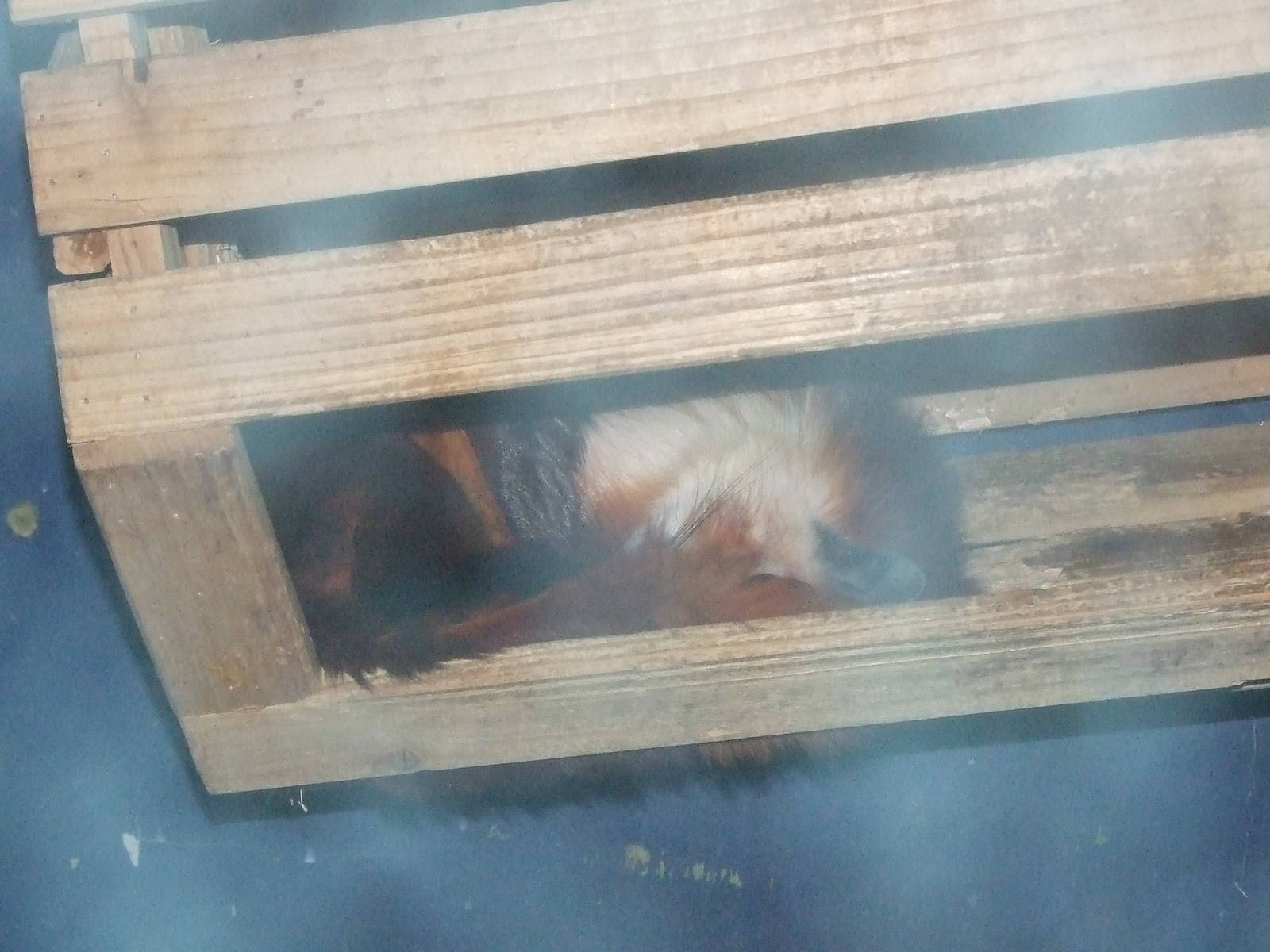 red and white giant flying squirrel (Petaurista alborufus)