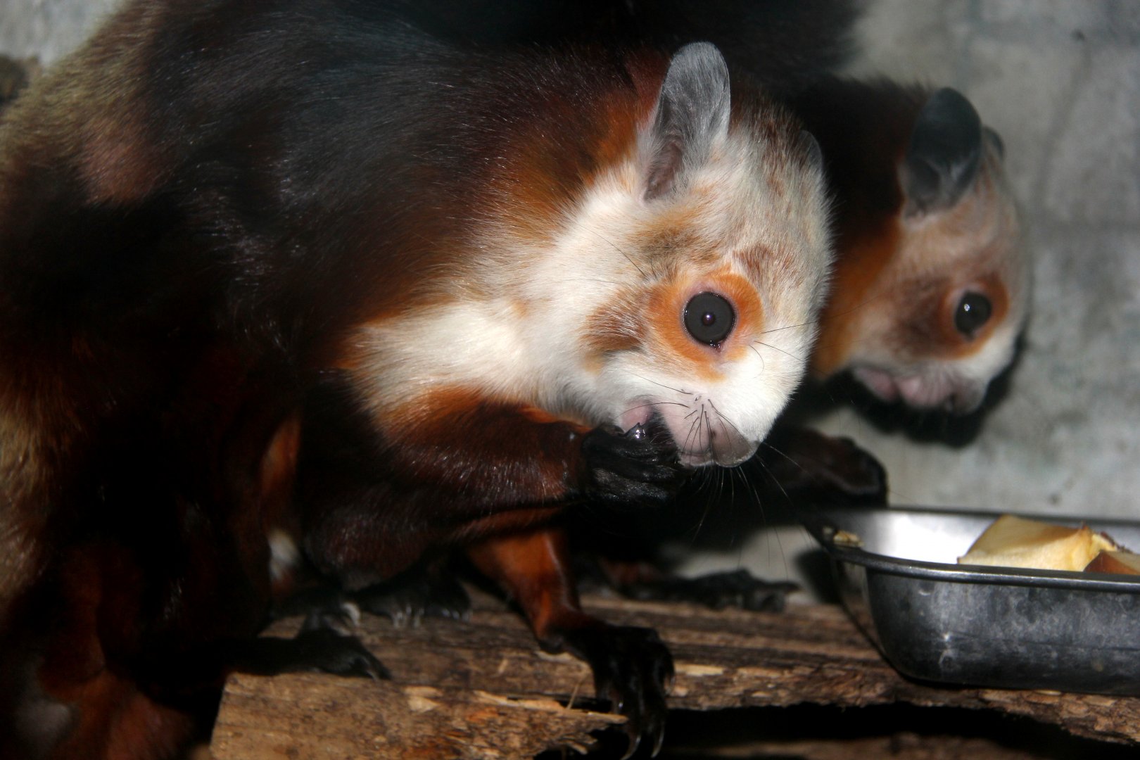red and white giant flying squirrel (Petaurista alborufus)