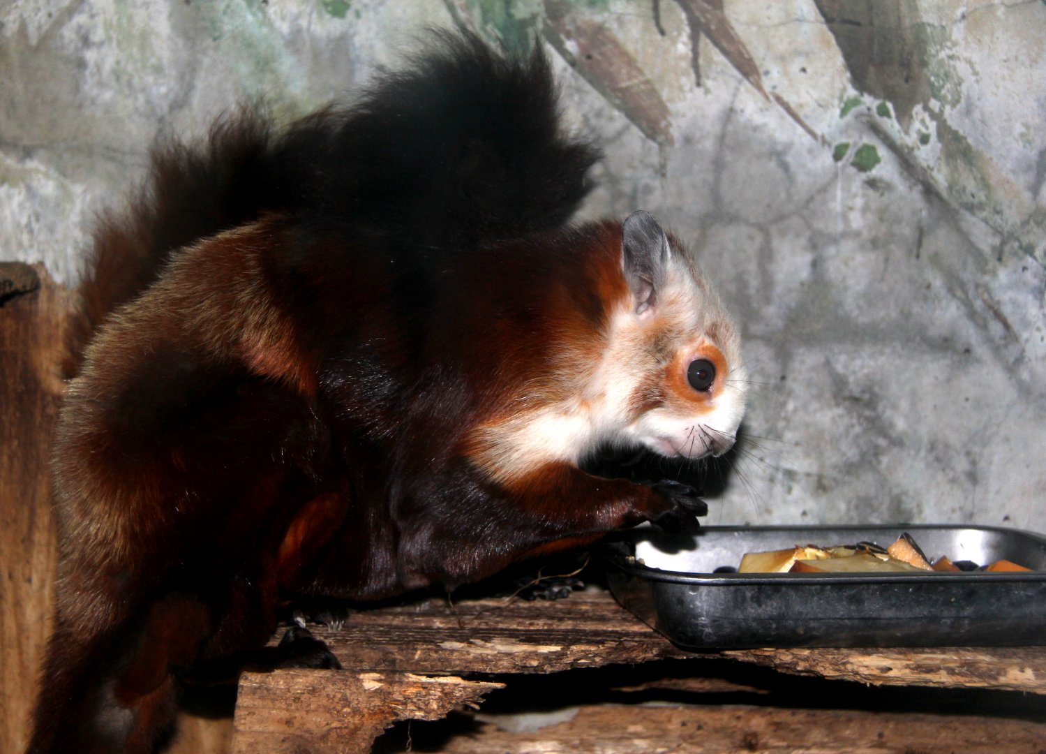 red and white giant flying squirrel (Petaurista alborufus)