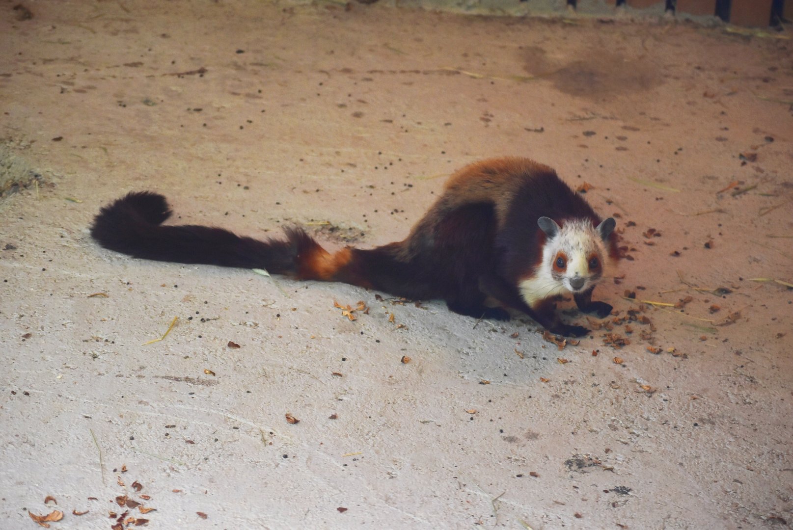 red and white giant flying squirrel (Petaurista alborufus)