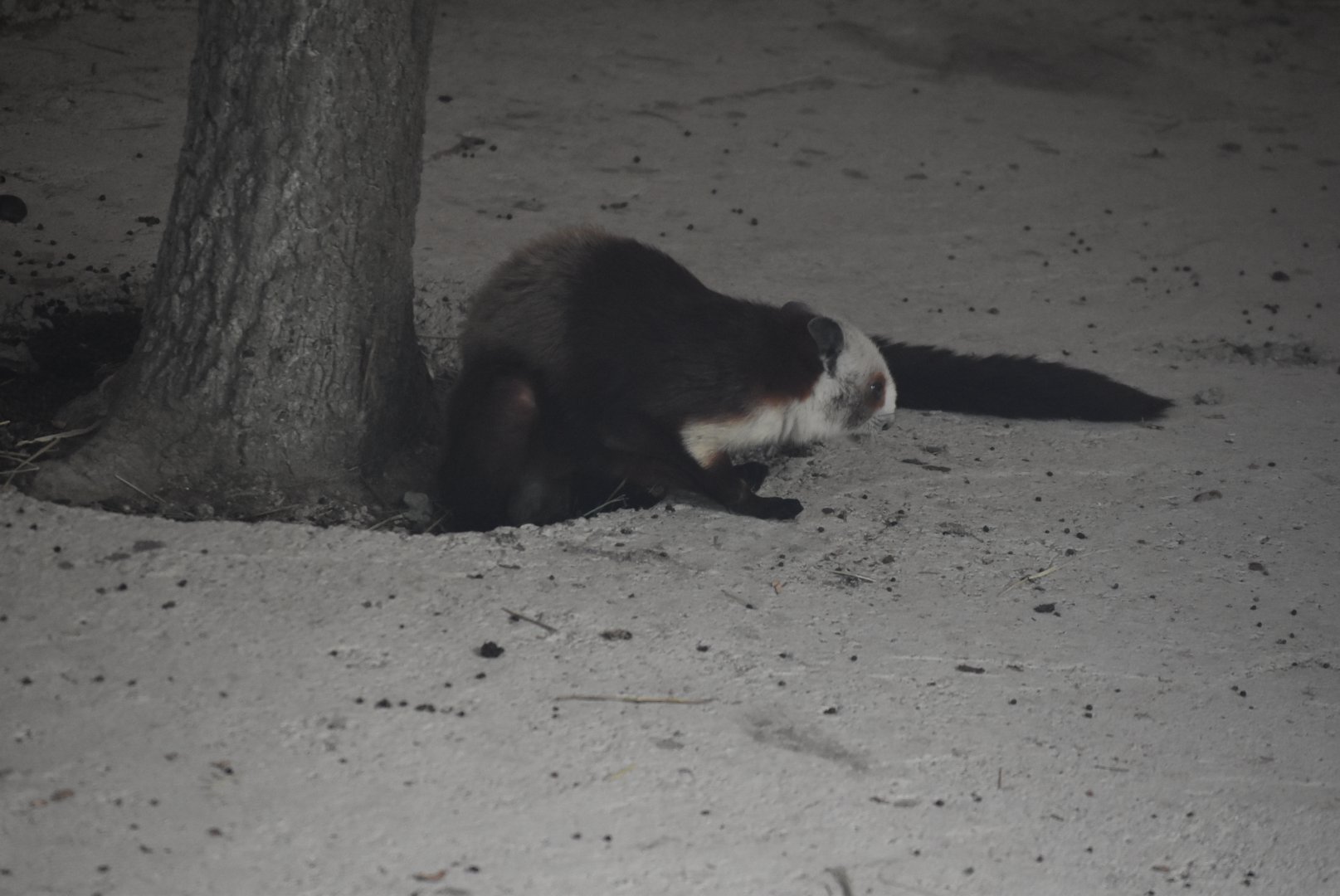 red and white giant flying squirrel (Petaurista alborufus)