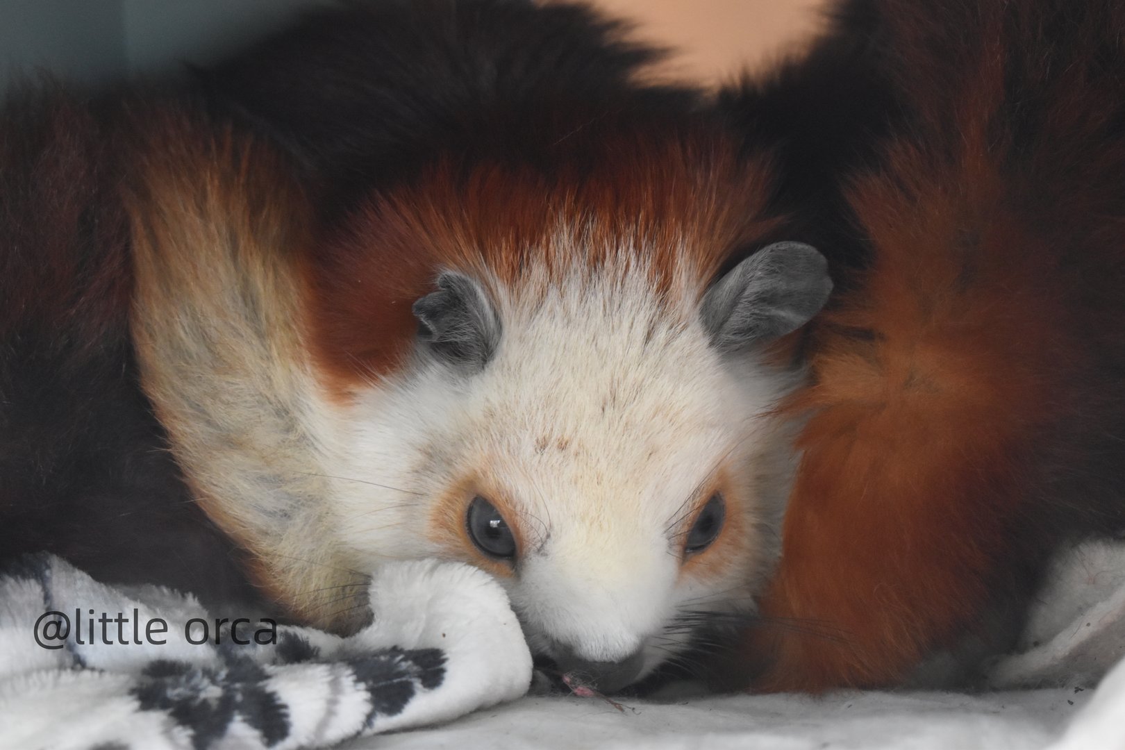 red and white giant flying squirrel (Petaurista alborufus)