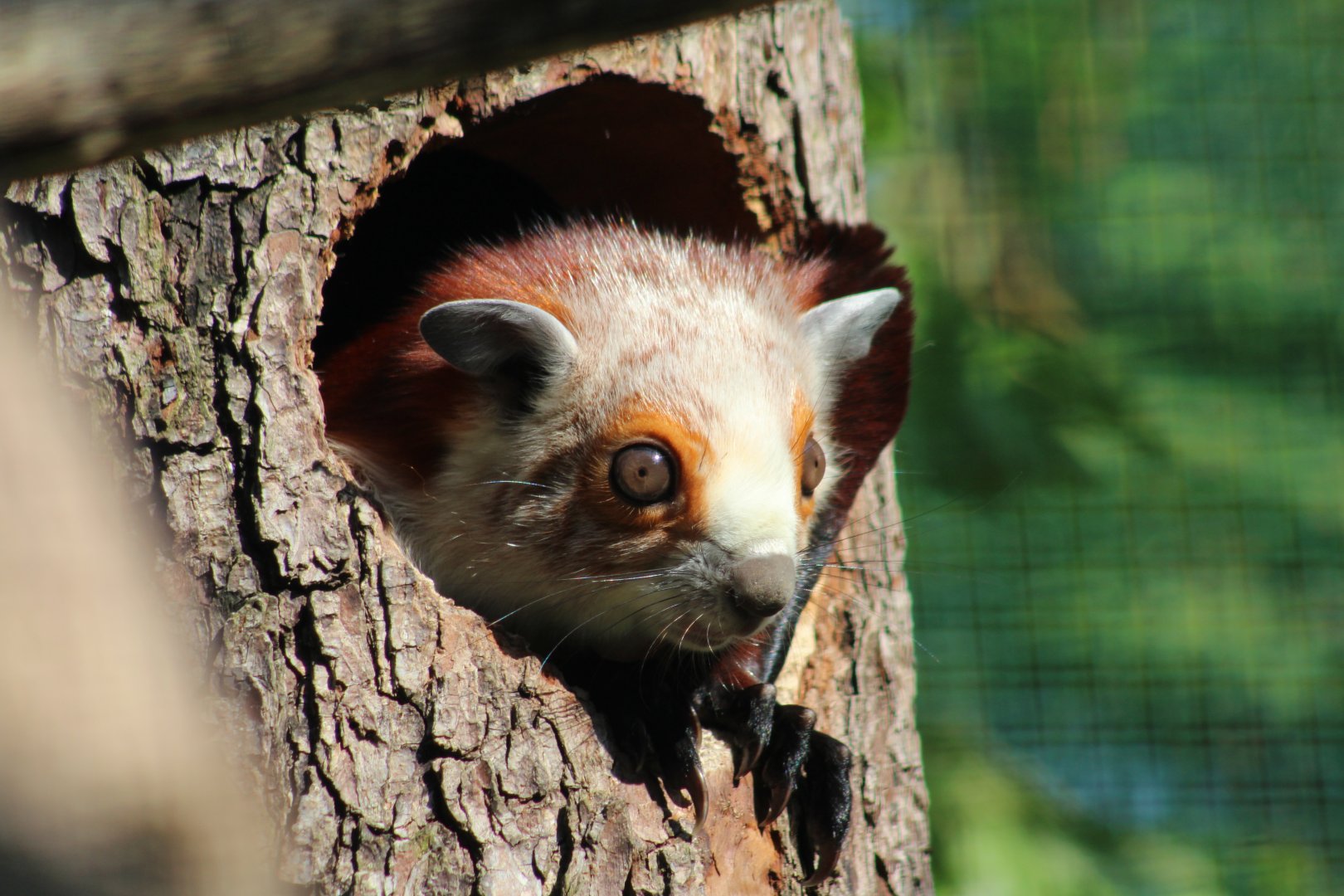 Red and white giant flying squirrel (Petaurista alborufus)
