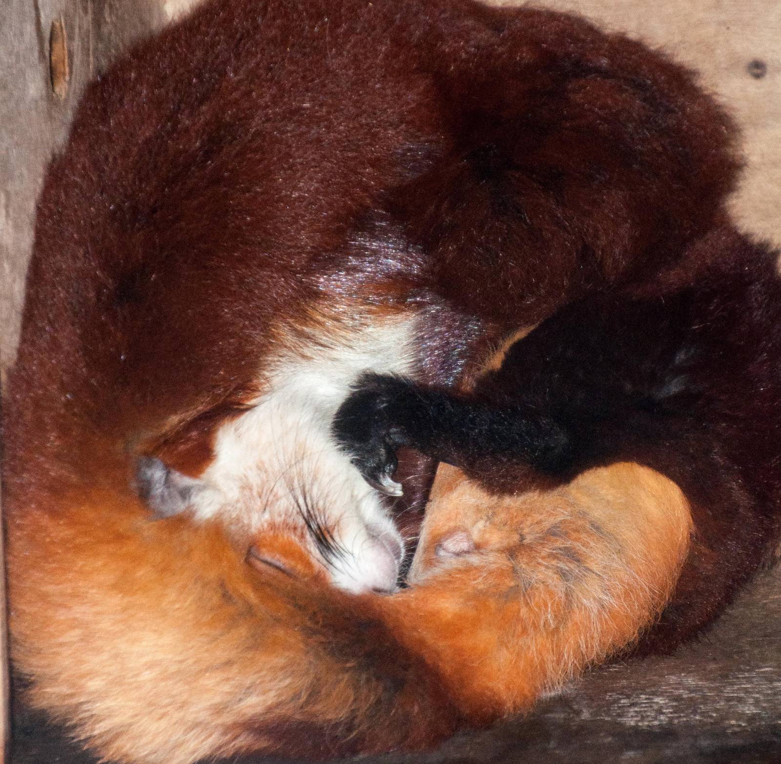 Red and White Giant Flying Squirrel - Petaurista