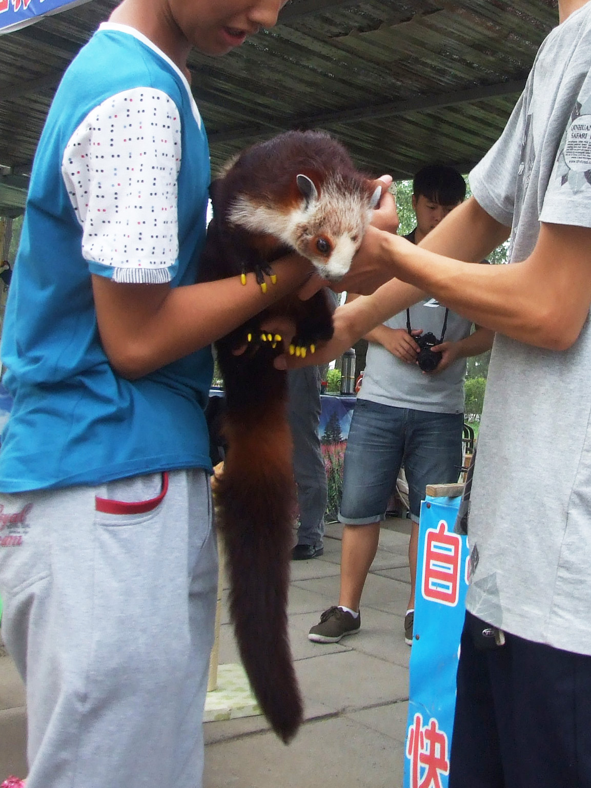 red and white giant flying squirrel