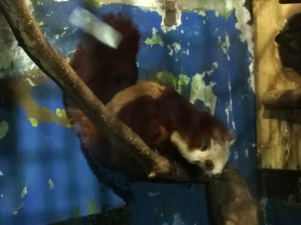 Red-and-white Giant Flying Squirrel