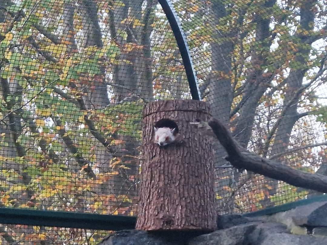 Red and White Giant Flying Squirrel