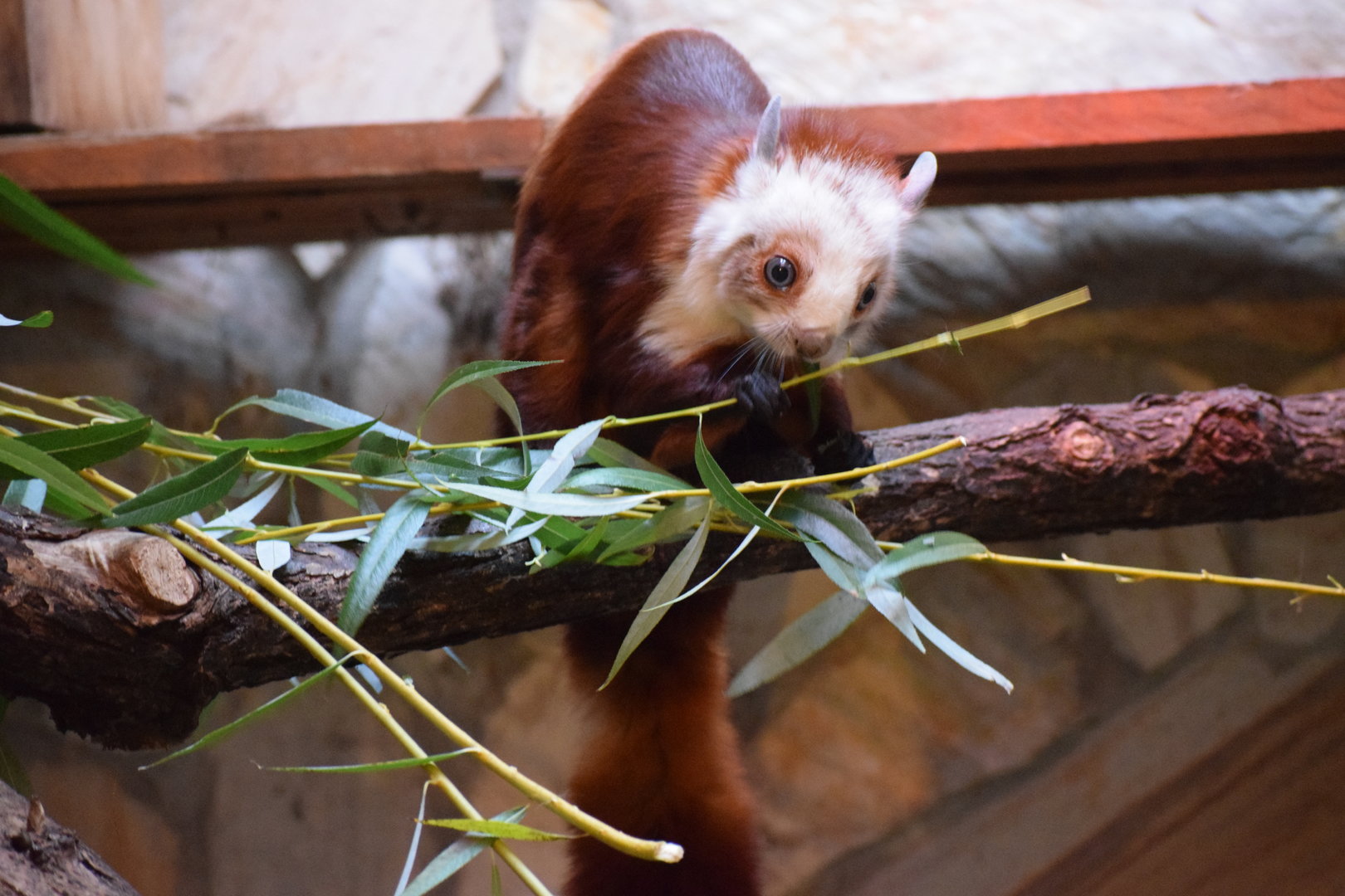 Red and white giant flying squirrel