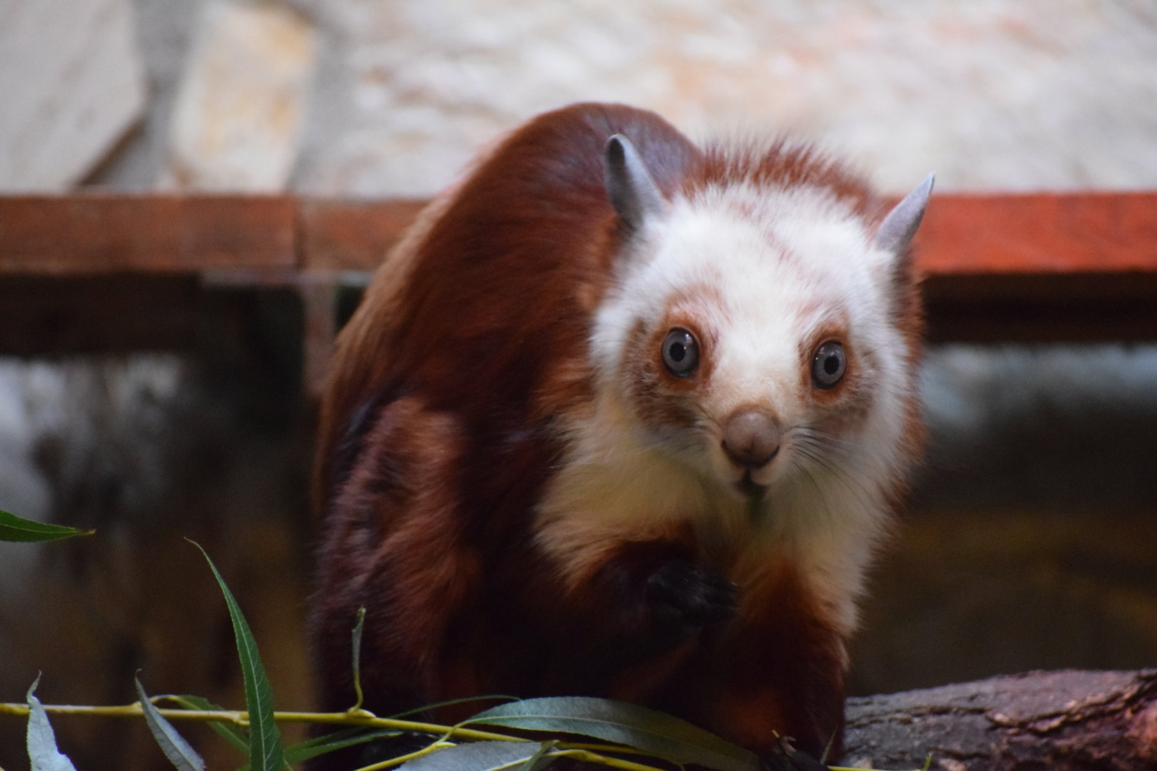 Red and white giant flying squirrel