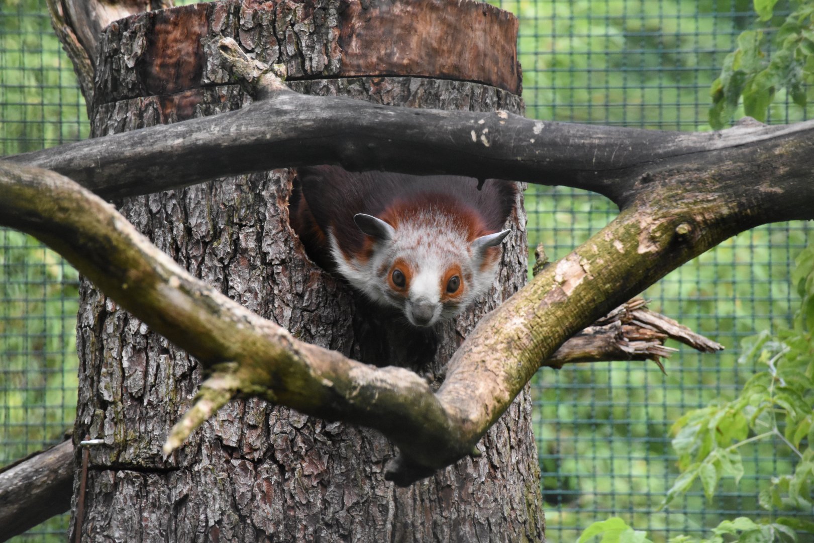 Red and white giant flying squirrel