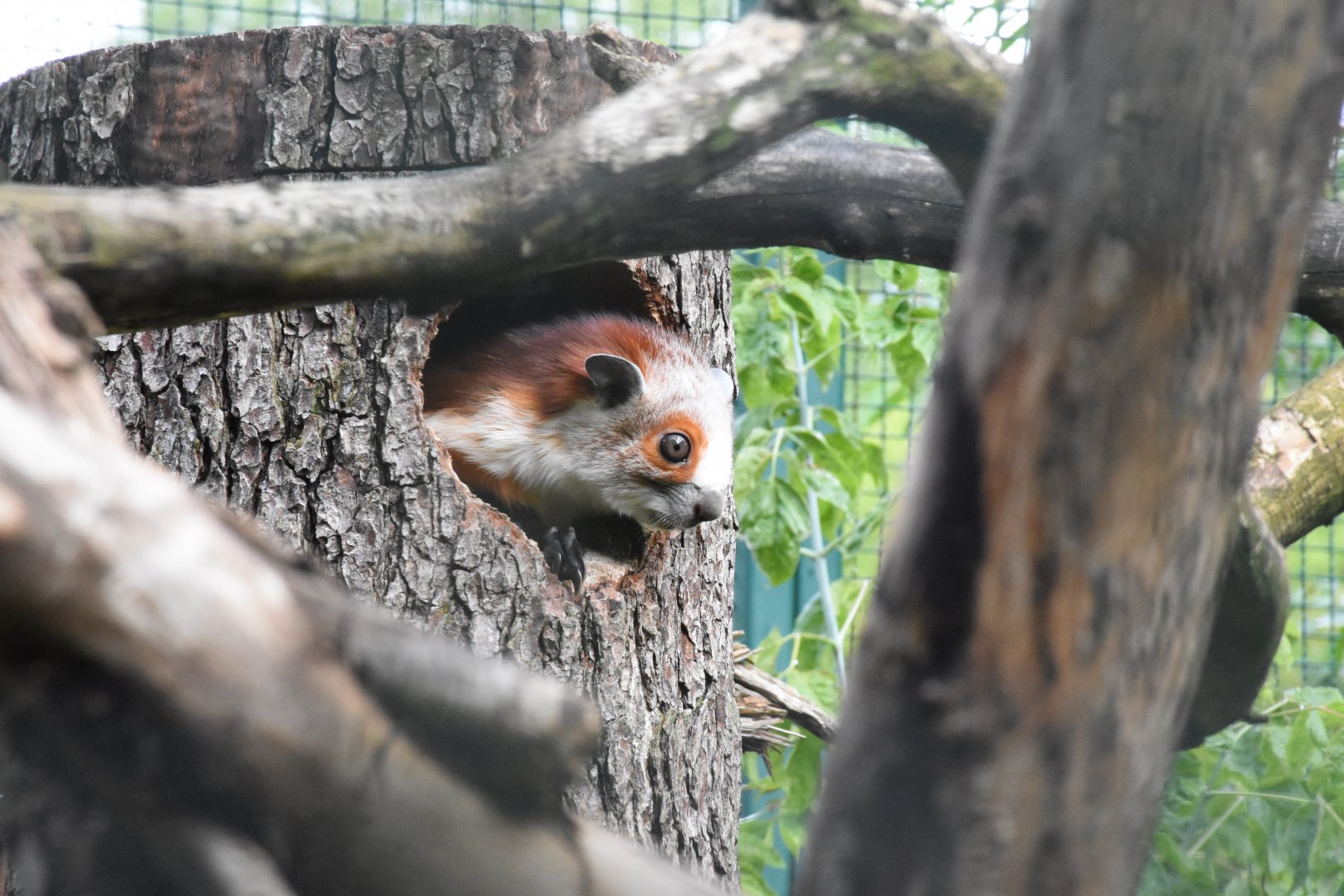 Red and white giant flying squirrel