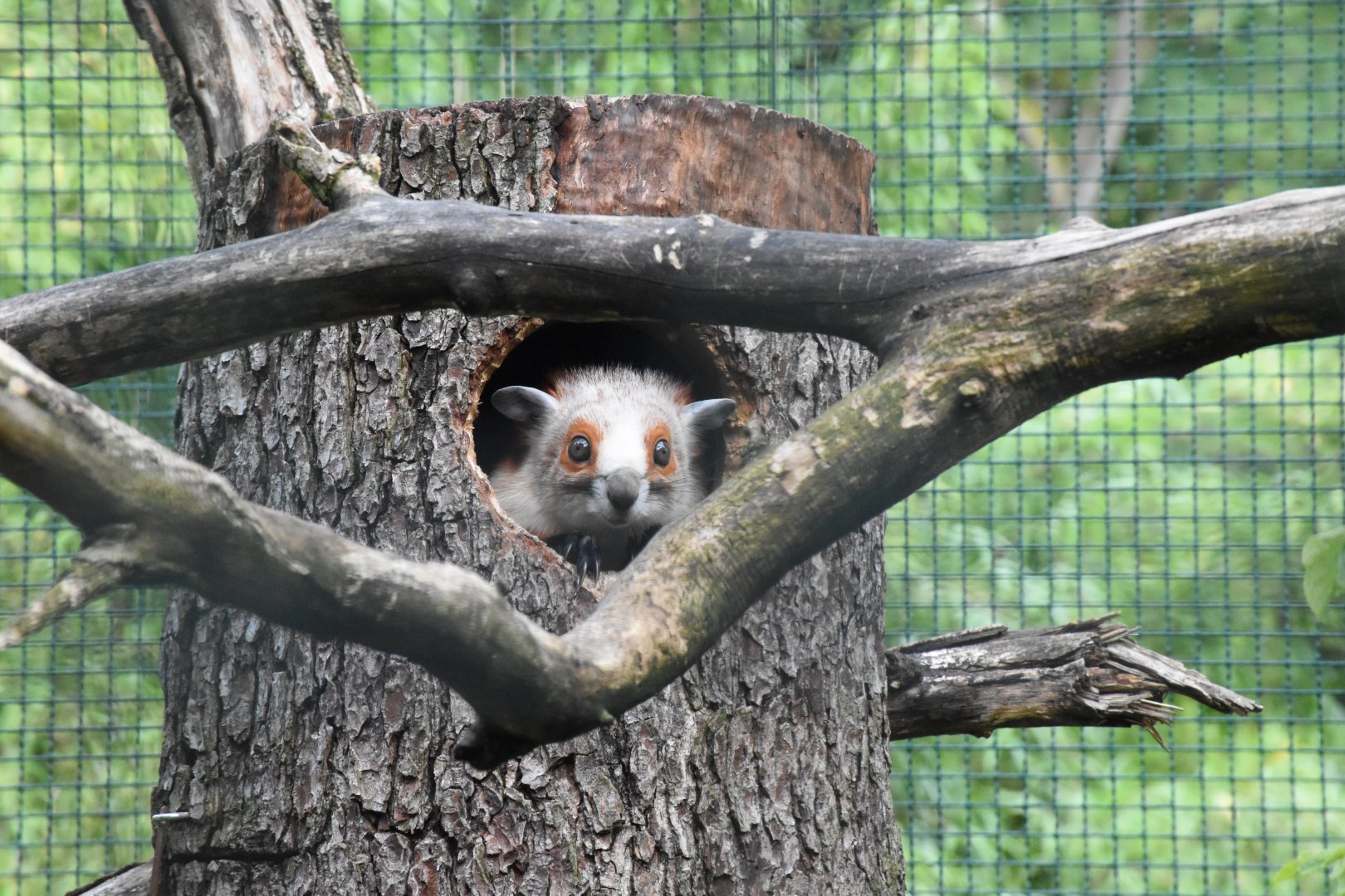 Red and white giant flying squirrel