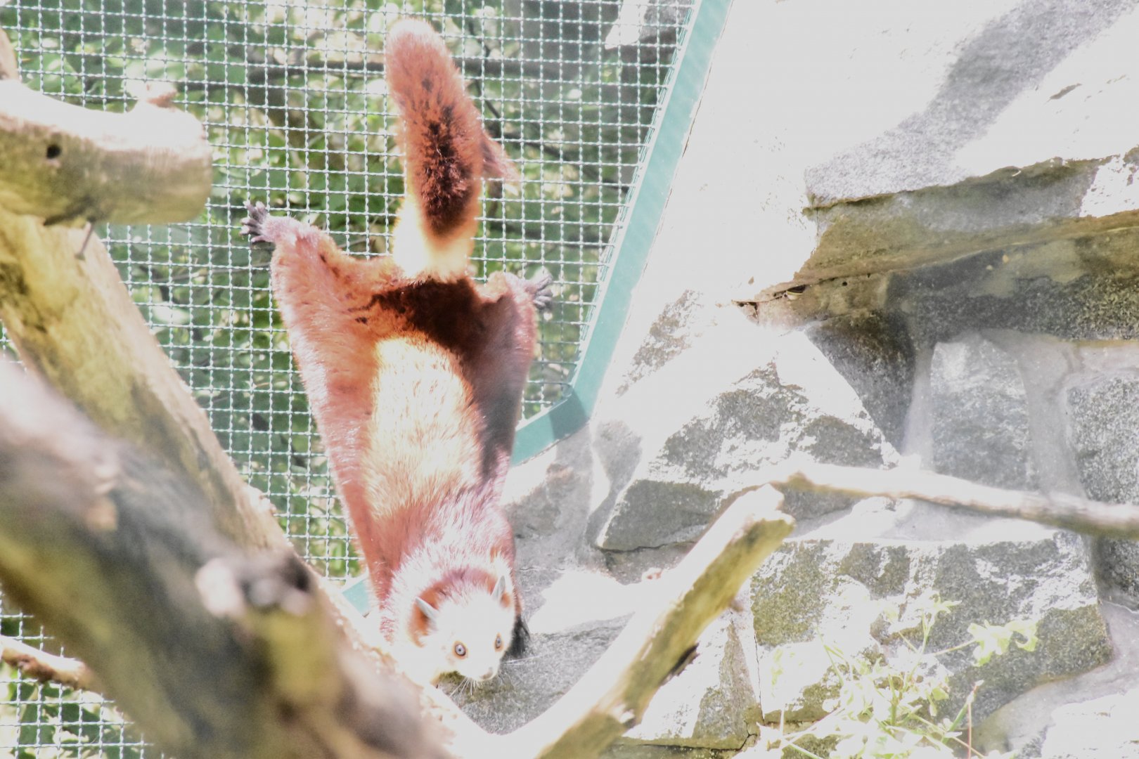 Red and white giant flying squirrel