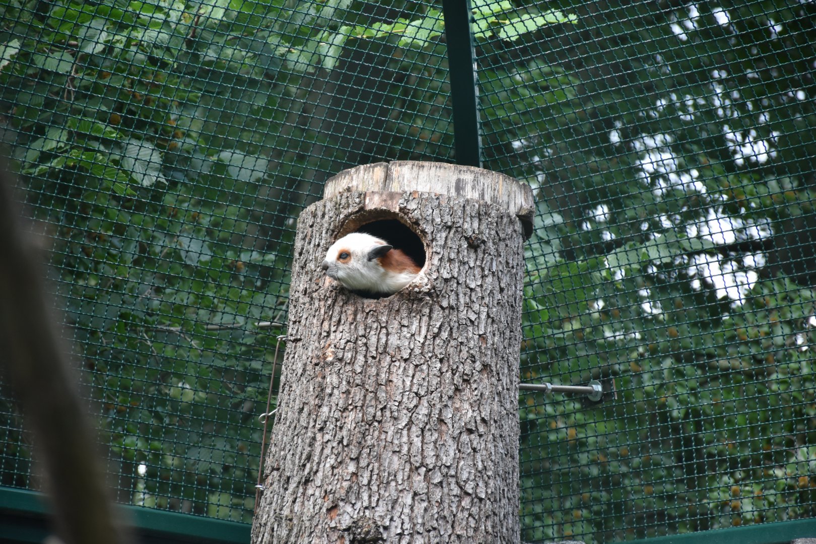 Red and white giant flying squirrel