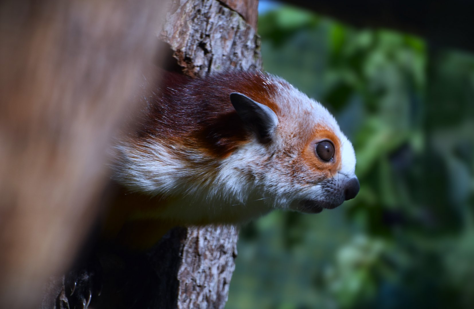 Red and white giant flying squirrel