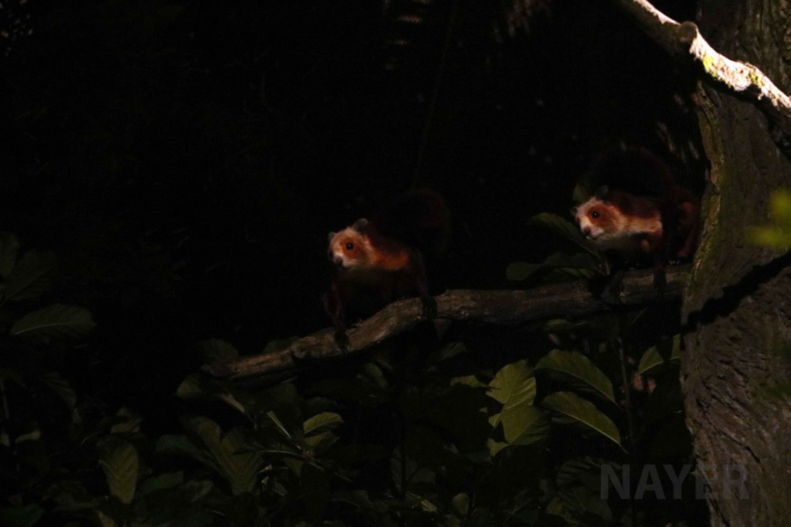 Red-and-white giant flying squirrels, July 2016