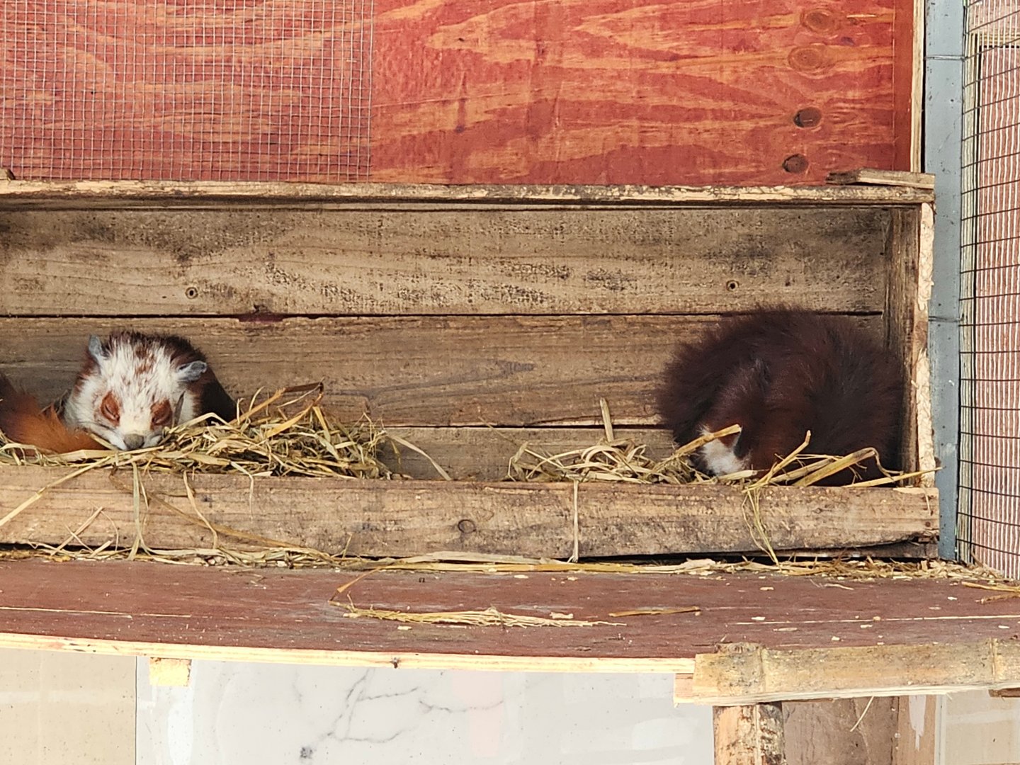 Red and White Giant Flying Squirrels (Petaurista alborufus)