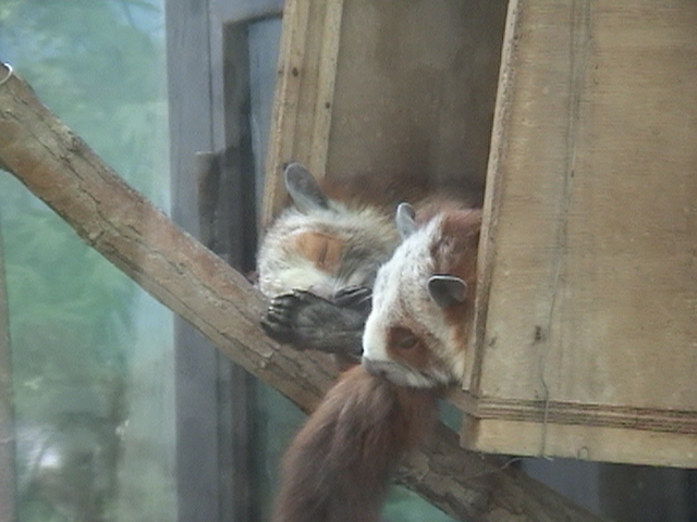 Red And White Giant Flying Squirrels