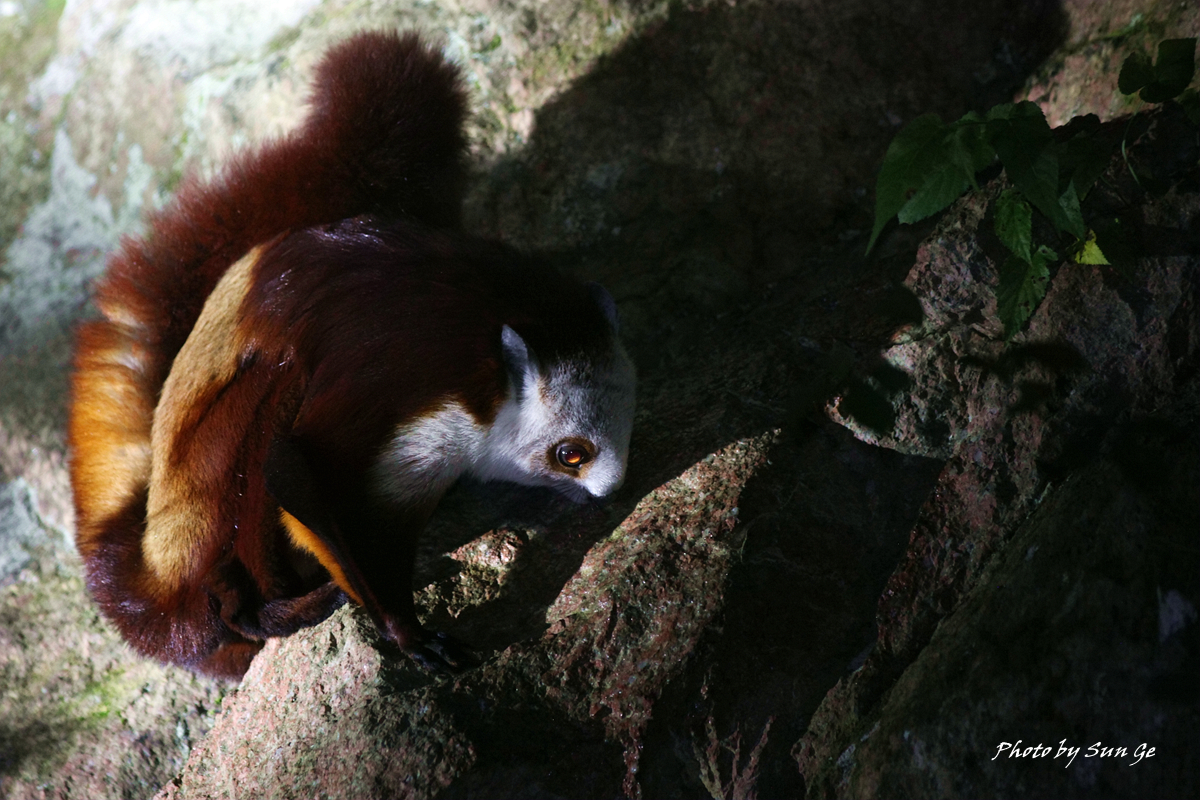 Red-and-white giant squirrel at saltlick