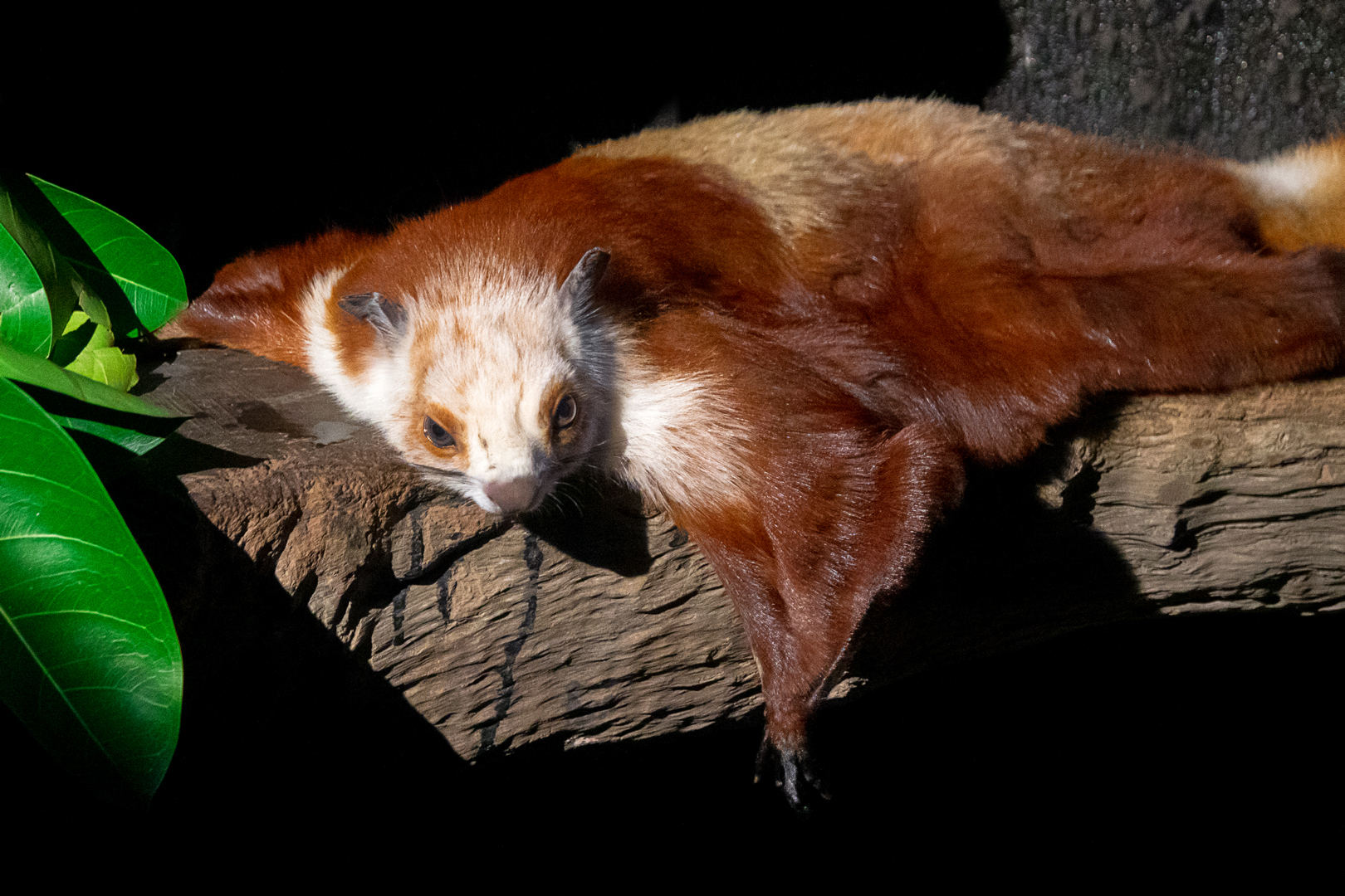 Red-and-white giant squirrel
