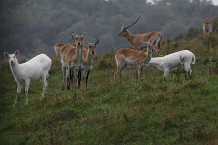 red (and white) lechwe