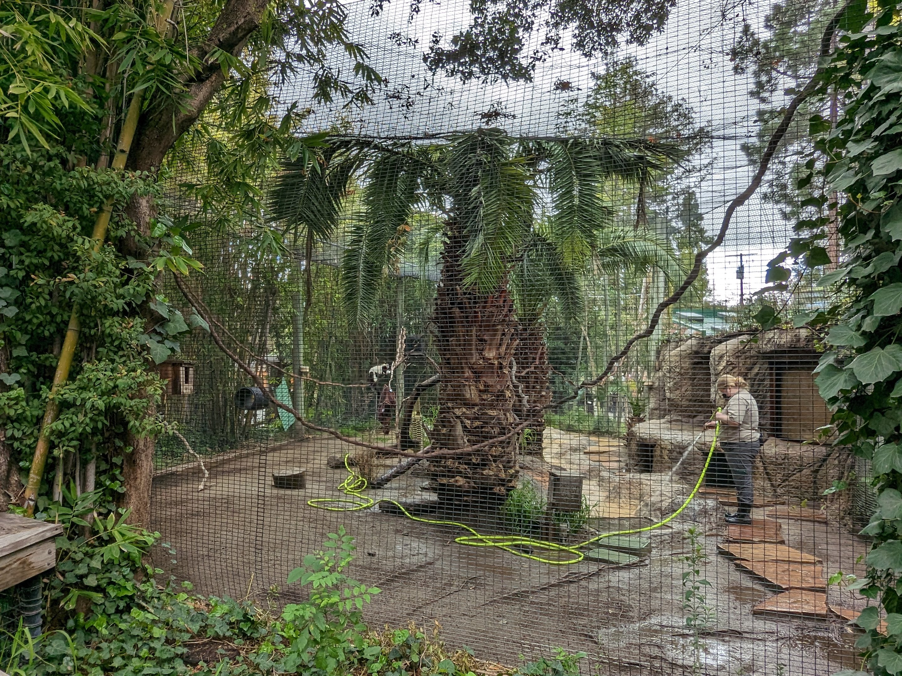 Red and white ruffed lemur habitat
