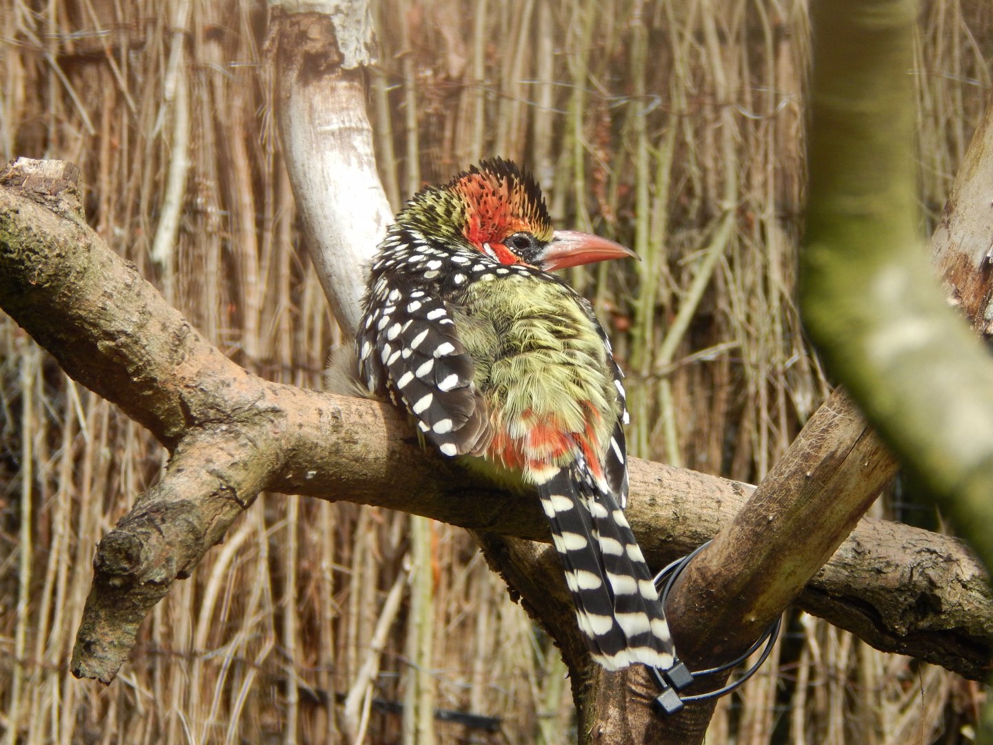 Red-and-yellow barbet 030821