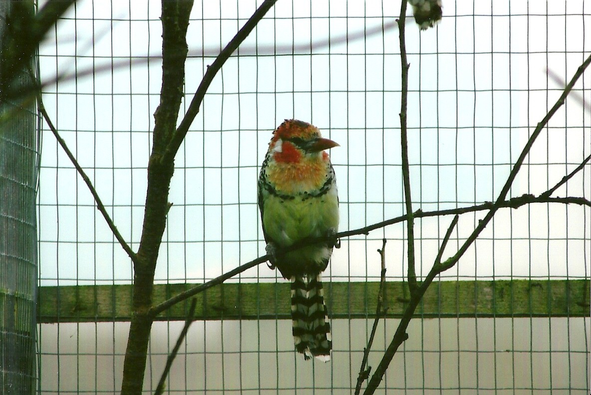 Red and Yellow Barbet 10th September 2012