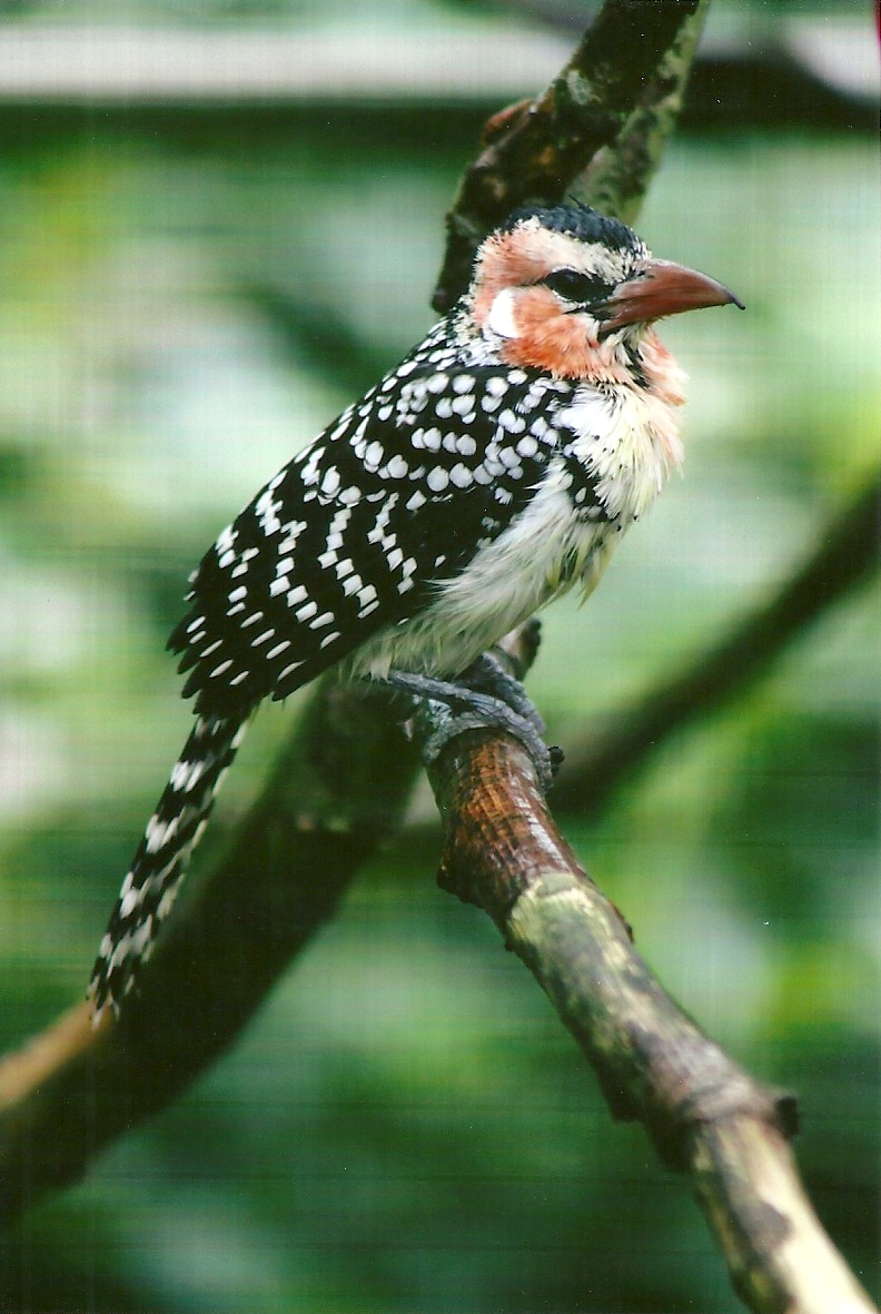 Red and Yellow Barbet 10th September 2012